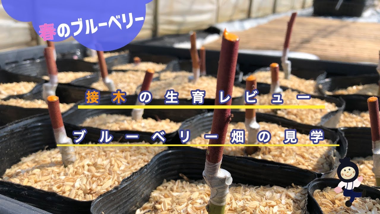 【ブルーベリー】春のブルーベリー見学　接木、ハイブッシュブルーベリーの現状は⁉︎
