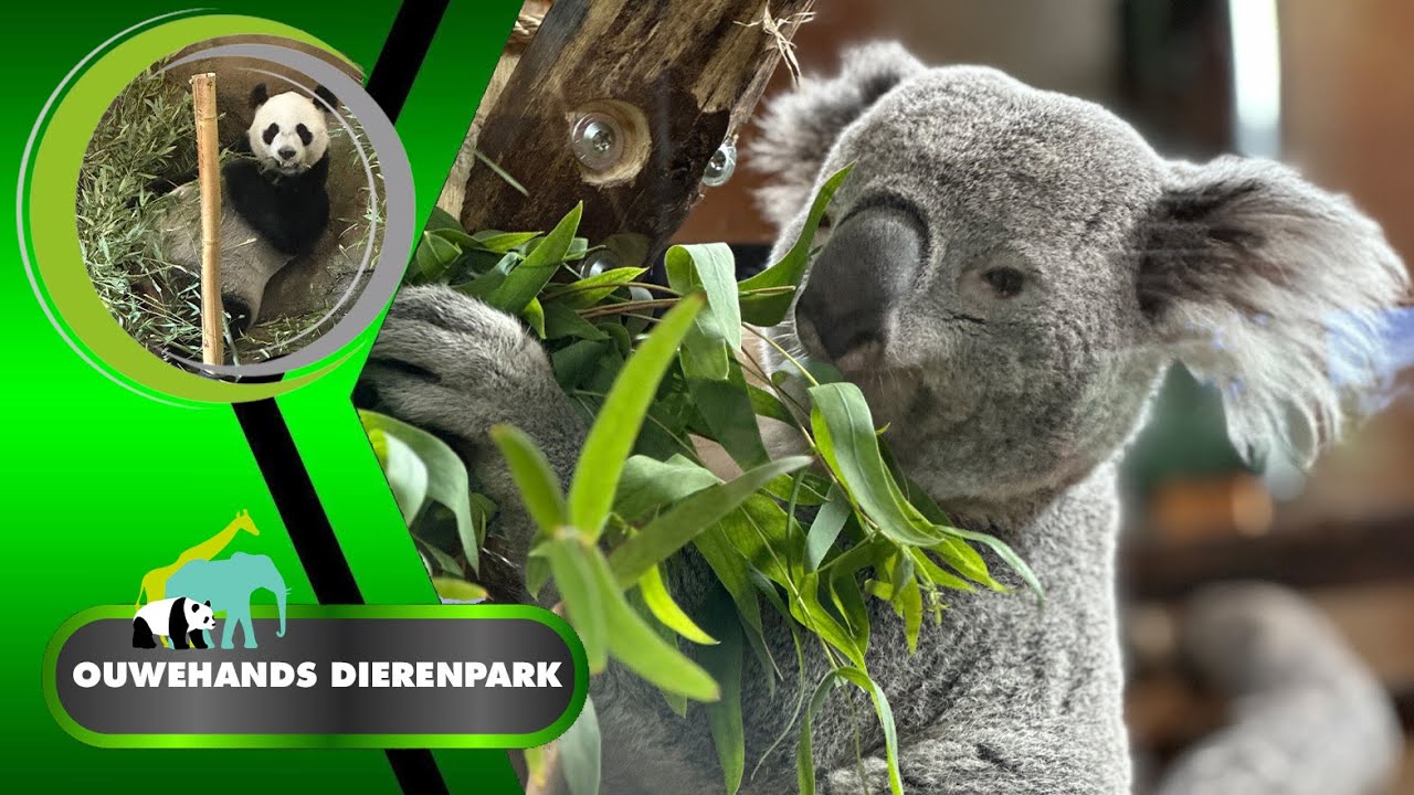 🐨✨ Nieuw bij Ouwehands Dierenpark: Schattige Koala's en luie Panda's  🐼🌿 | Vloggen met Alain 📸