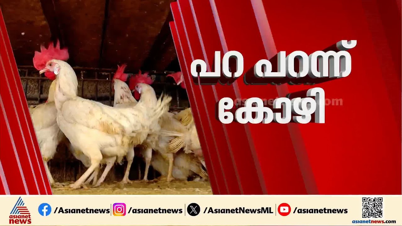 ബ്രോയിലർ കോഴി കിലോയ്ക്ക് 290 രൂപ; കുതിച്ചുയർന്ന് ചിക്കൻ വില | Chicken Price Hike