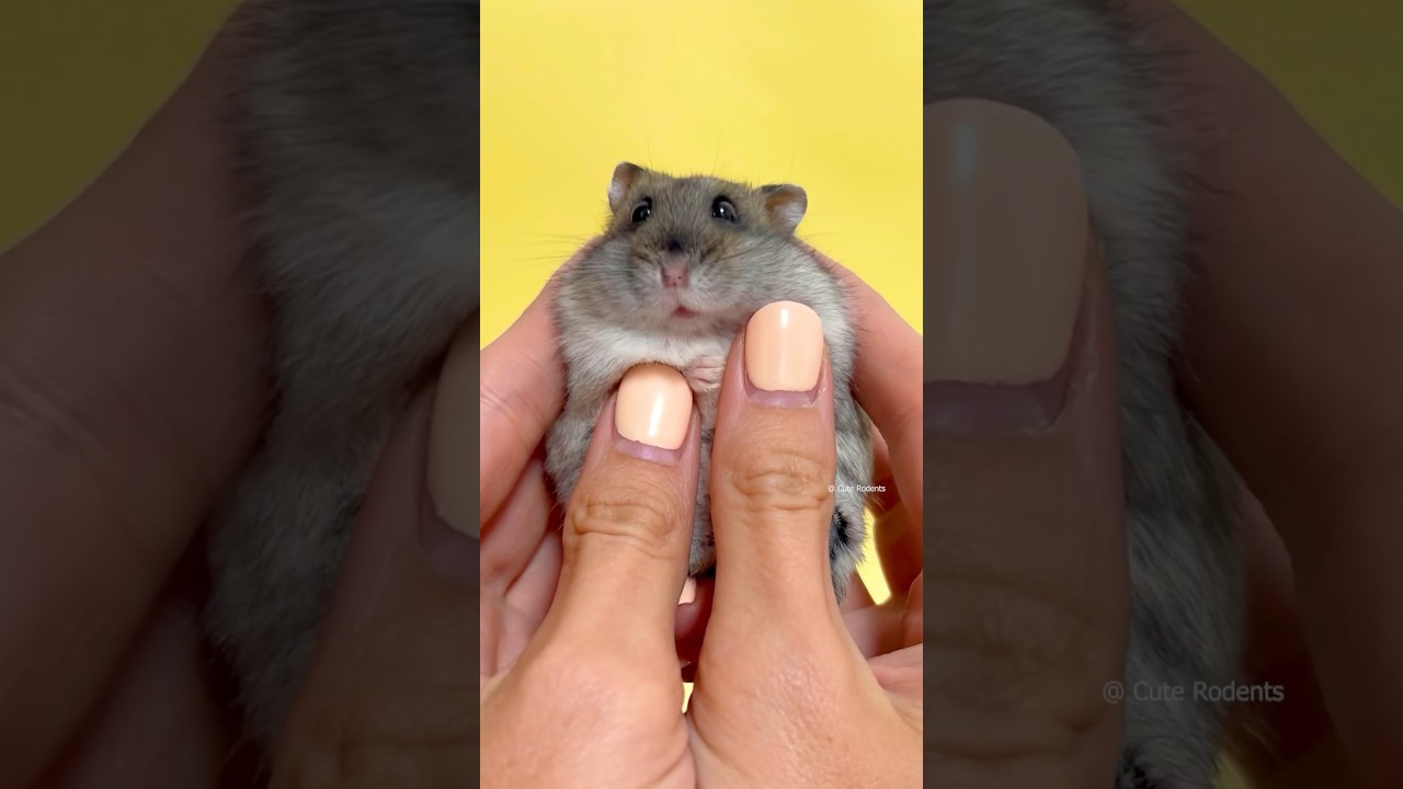 Too Cute Hamster 🥰 #pet