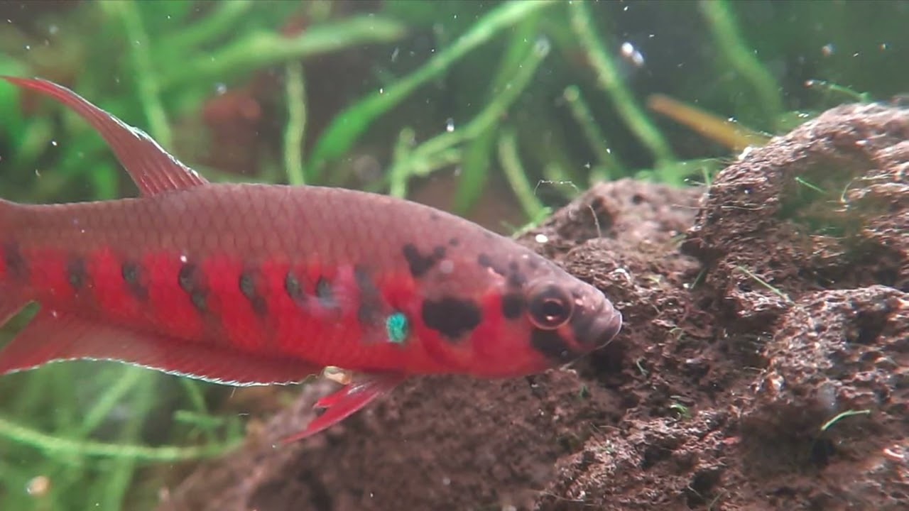 Betta Rubra ziehen in das 