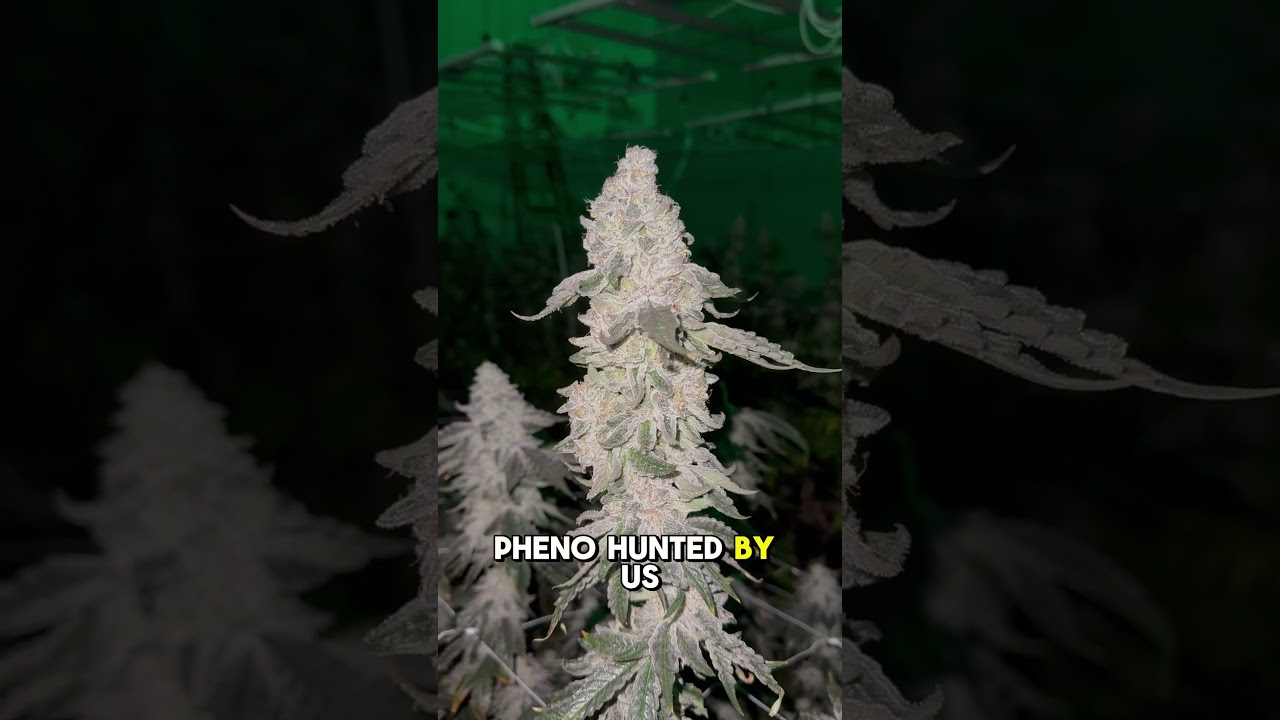 Our LA Kush Cake Cut‼️ (Seed Junky Genetics)