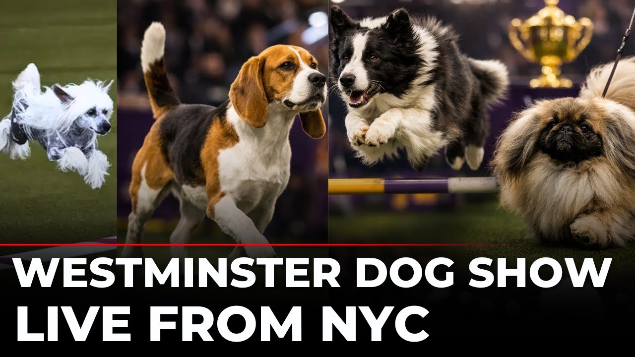 Westminster Dog Show 2026 LIVE: Iconic Event Marks 150 Years in New York | 3,000+ Champion Dogs, NYC