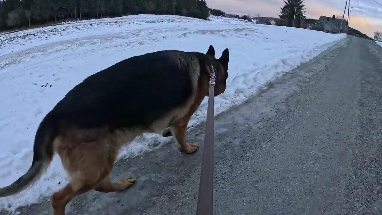 German shepherd on walk. Eros på tur.25.01.2026. welcome to winter land. -6 degrees