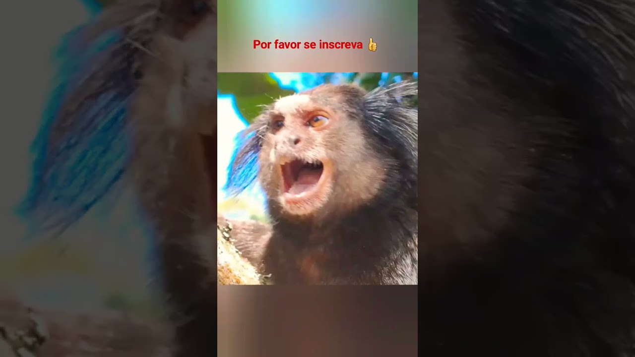 MACACO SAGUI CANTANDO VOCALIZANDO CHAMANDO E SE ALIMENTANDO!!!#monkey