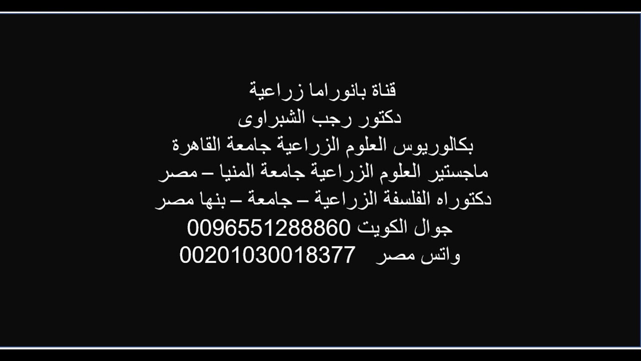 حشرة المن الناقلة للفيروسات المدمرة  للزراعات.. التعرف عليها وكيفية علاجها