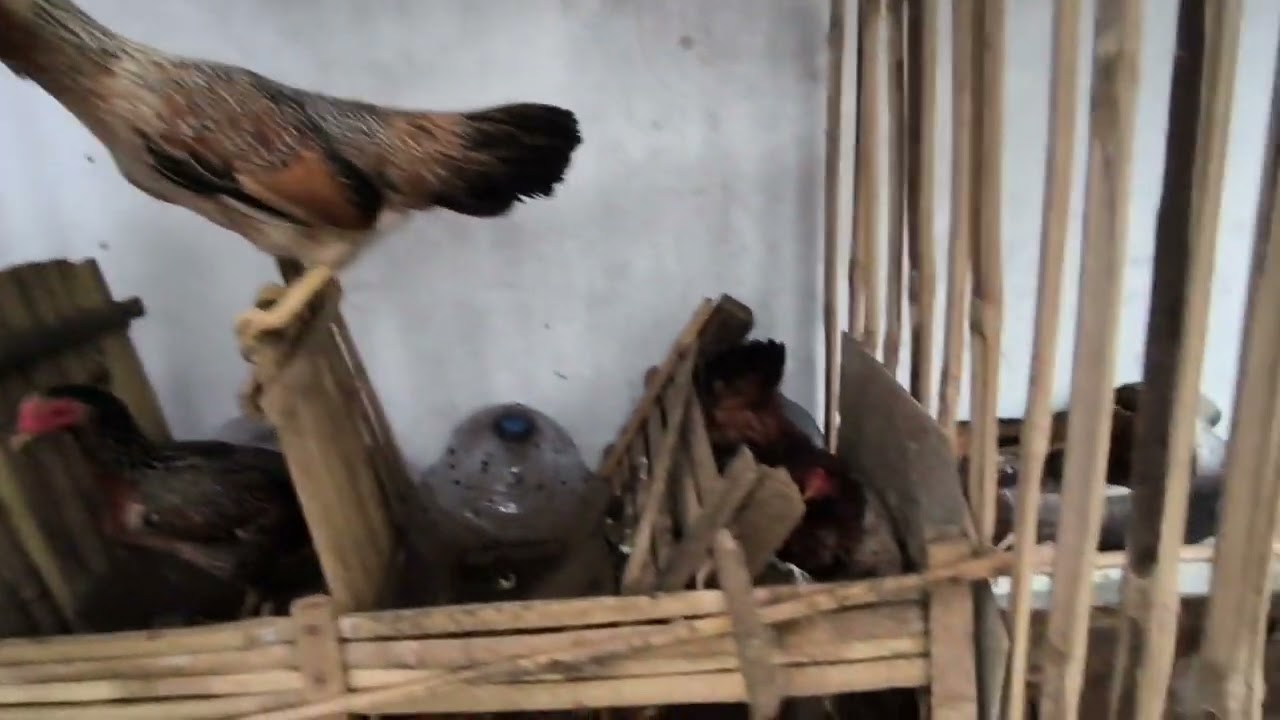 Ternak ayam kampung Usaha sampingan yang menjanjikan