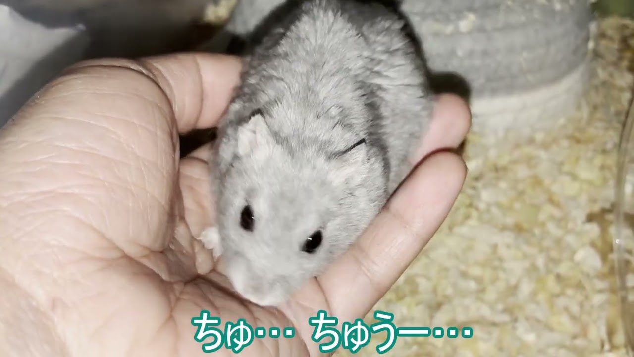 【ハムスター】おうちから 出て来て 手に乗る ごまめちゃん～ジャンガリアンハムスター～