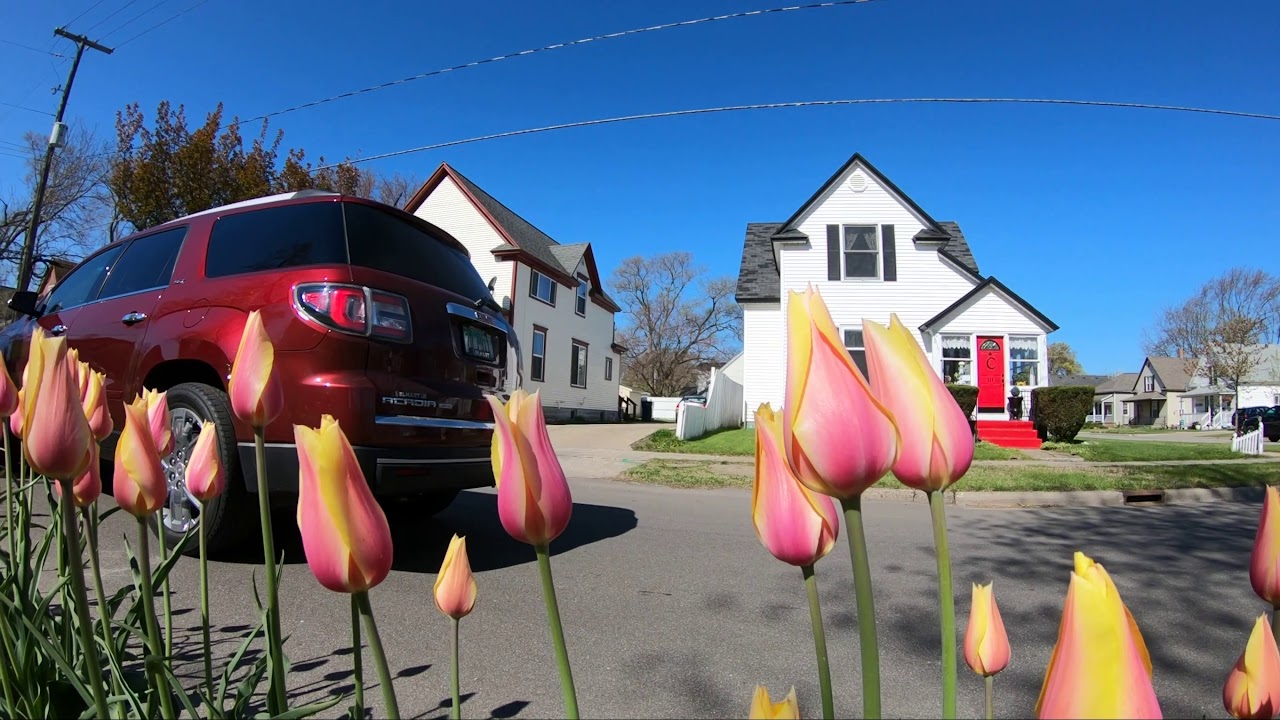 Tulip Lanes 2020