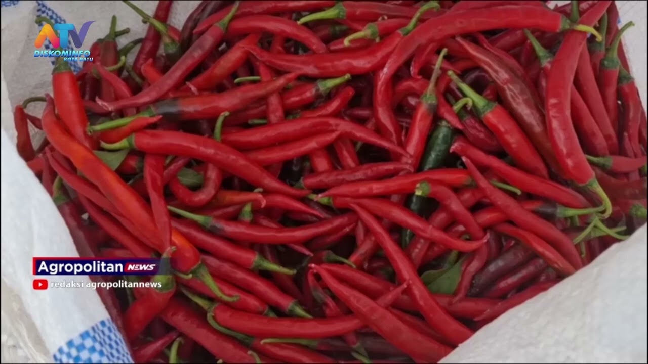 BANYAK CABAI BESAR  MASUK, HARGA CABAI DITINGKAT PETANI TURUN | ATV MALANG RAYA