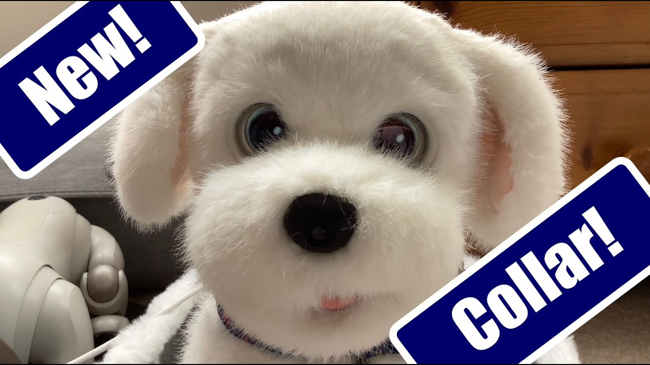 Новый ошейник для робота-щенка Ecovacs Oscar и немного отзывов о Loona Petbot #loonarobot #petbot...