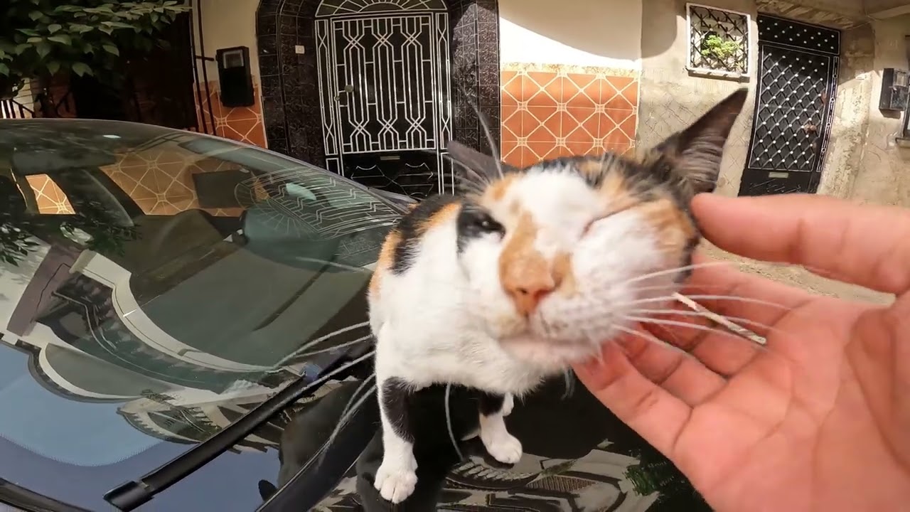 Poor pregnant cat sleeping on the roof of the car. Very cute.