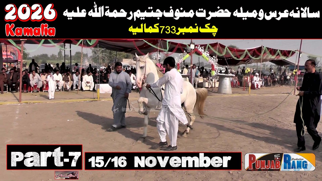 Horse Dance Mela Manoof Jateem l 15 November 2025 l Chako No 733 Manoof Jateem  Kamaliya  Part -7