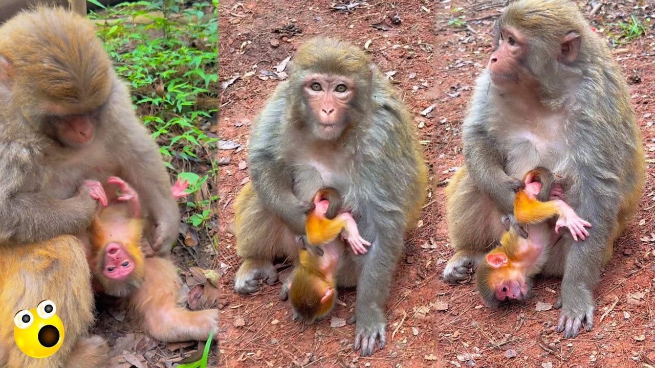 The mother monkey awkwardly takes care of her newborn baby.