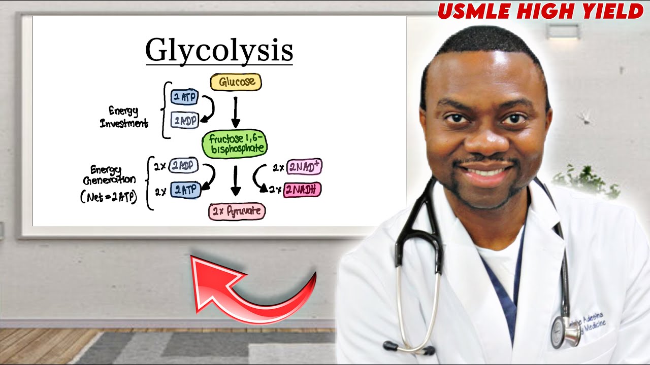 Объяснение гликолиза | Основы метаболизма для экзамена USMLE