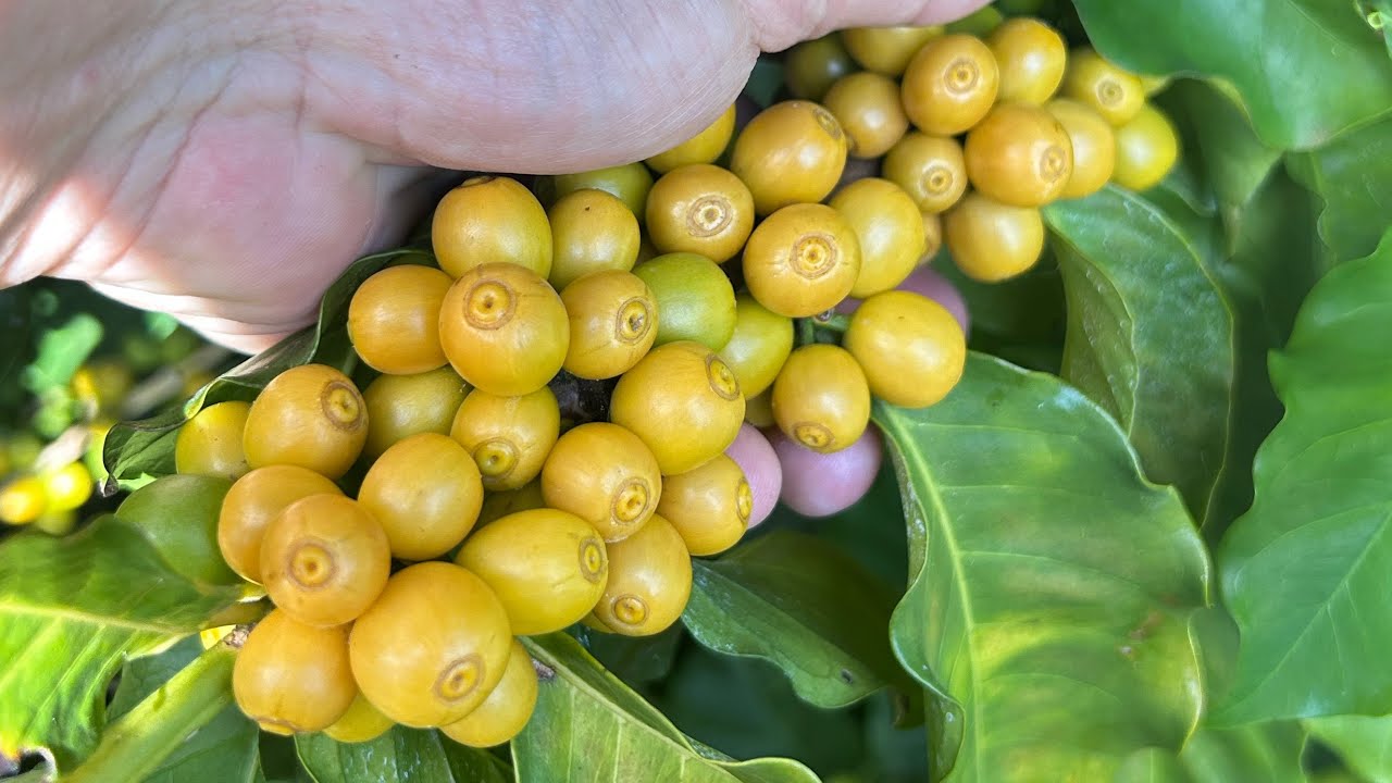 Arara e catucai 785 amarelo