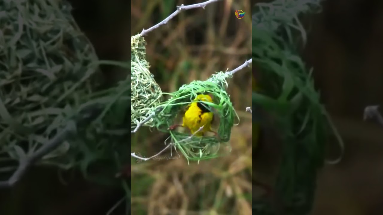Unbelievable Nest-Building Skills of the Baya Weaver