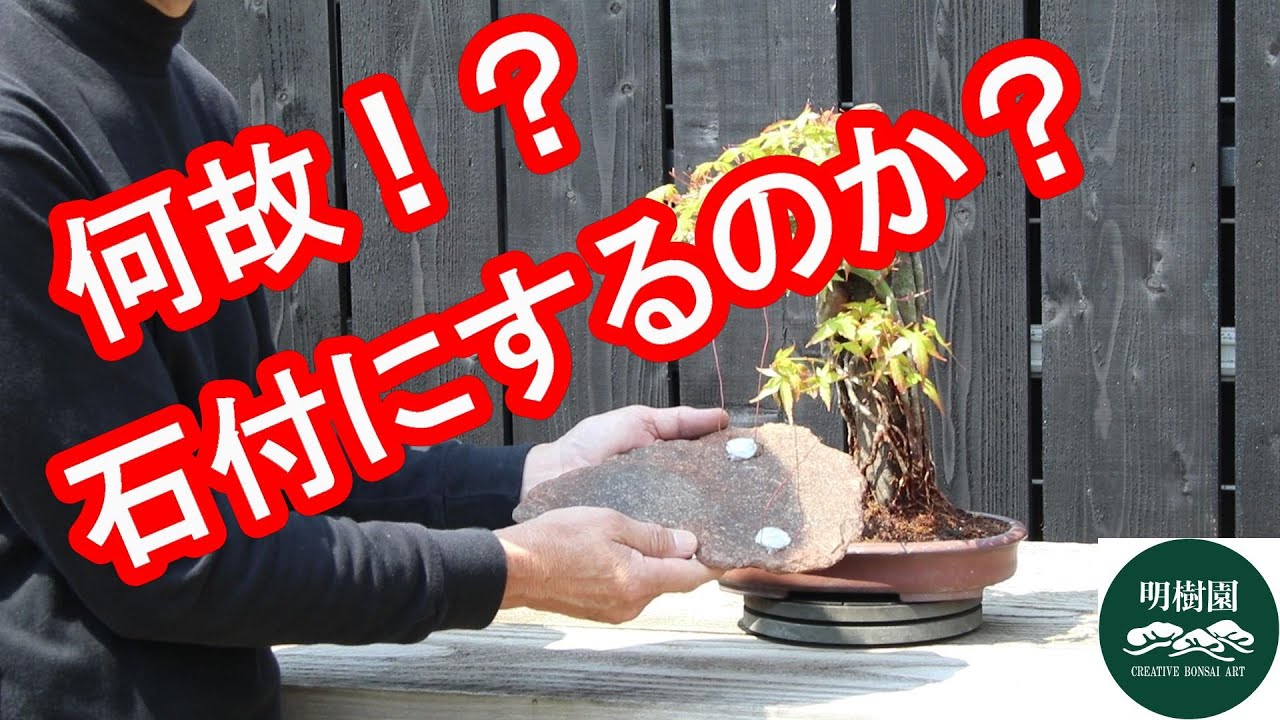 【明樹園・大島健資】山もみじ石付作業「なぜ、鉢から石に付けるのか?」