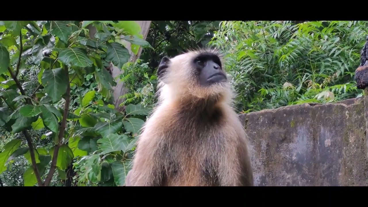 Monkeys of my village