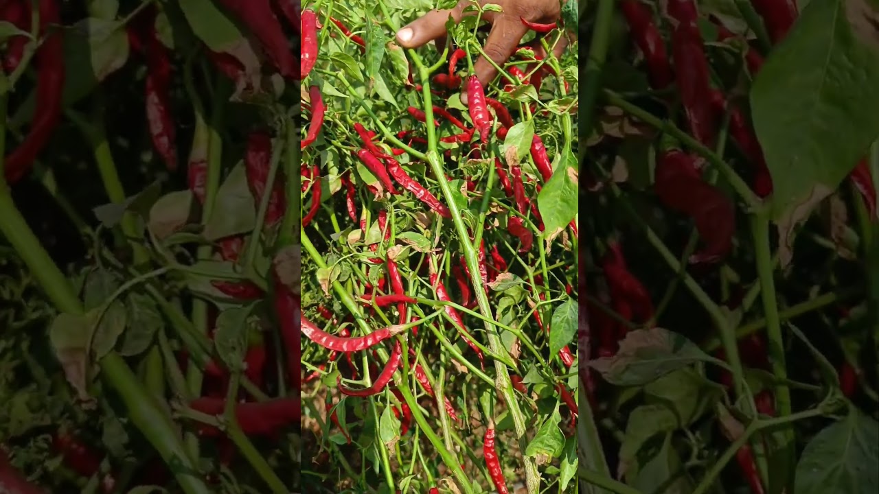 Chilli seeds best variety | telugu agriculture videos #farming
