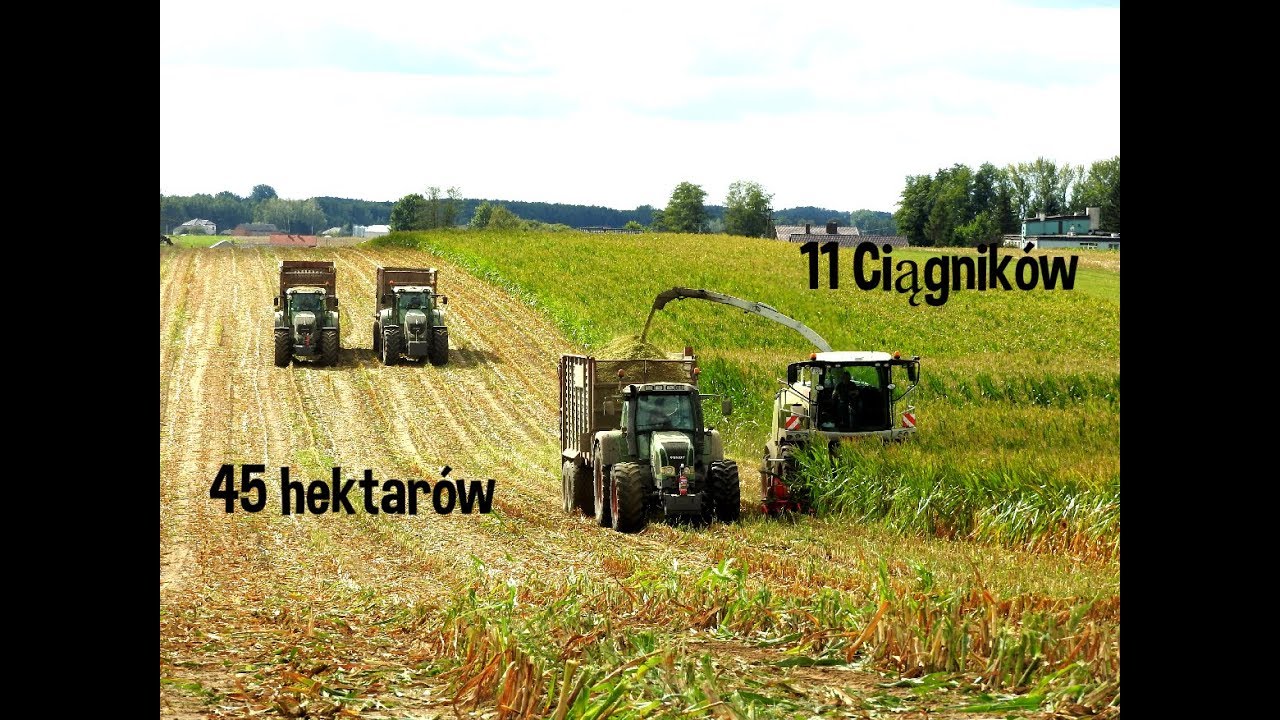 Kiszonka 2019 z firmą ROMAX w GR KOTER