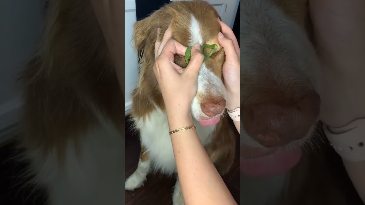 how to remove a tick from a dog using a tick key 🤢 SUPER EAS #shorts #satisfying #ticks #worms