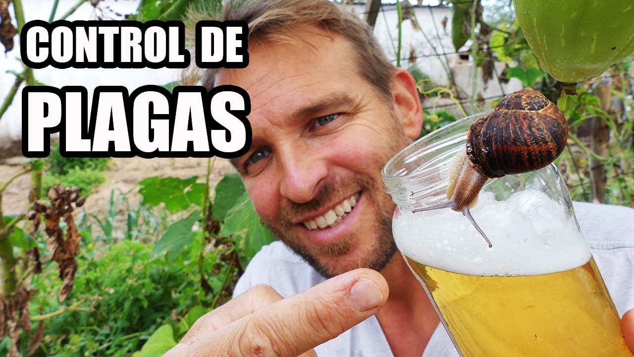 Como ELIMINAR CARACOLES  y BABOSAS  del Jardin o Huerto Ecologico || Practicamente GRATIS