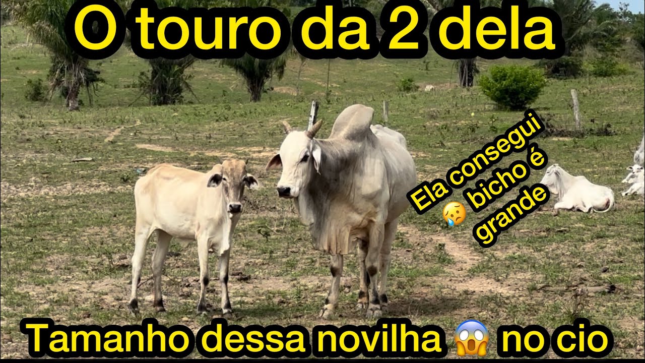 O touro é muito grande pra novilha e notícia boa comecei a fechar as porteiras chuva 🌧️ recuperando