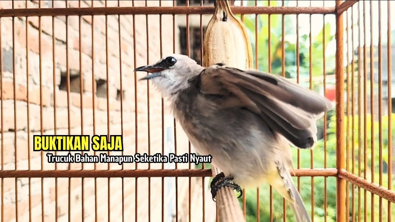 TRUCUKAN GACOR TARUNG ROPEL PANJANG Pancingan trucukan Agar Bunyi Jadikan Burung Trucuk Gacor Nyaut