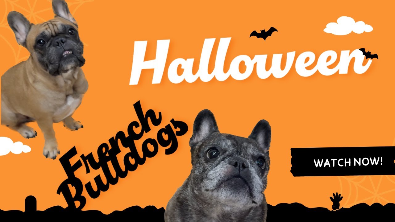 French Bulldogs Halloween 2025 - Happy to Get Old Halloween Toys Back!
