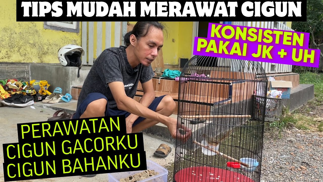 TIPS MUDAH MERAWAT CIBLEK GUNUNG CIGUN VERSI QINARA BANYUWANGI || CIGUN GACORAN & BAHAN