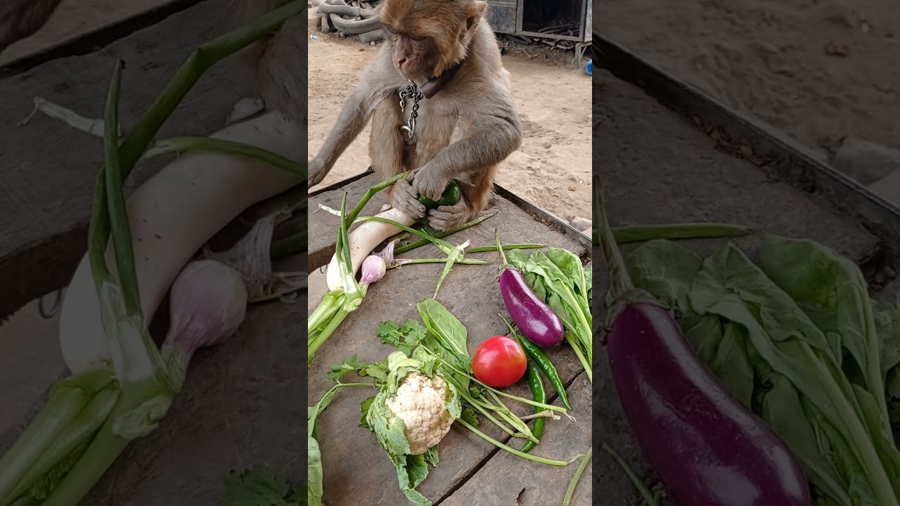 funny monkey eating vegetable👉🏻🐒🤑😍#shortvideo
