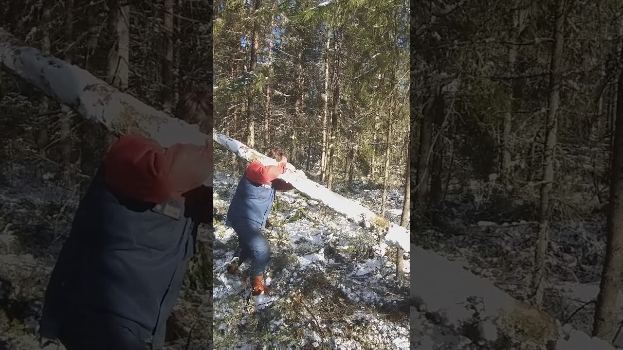 Ilpo Haalisto Tukin kanto - Log Carry 7 meter long filmed by Vilho Haalisto