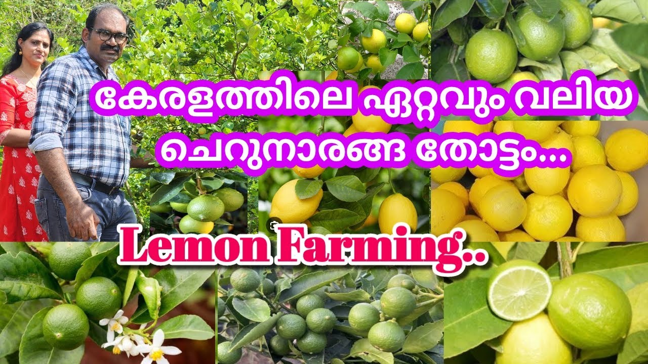 ചെറുനാരകം പൂക്കാനും കായ്ക്കാനും ചെയ്യേണ്ടത് / കേരളത്തിലെ ഏറ്റവും വലിയ ചെറുനാരങ്ങ തോട്ടം #lemon