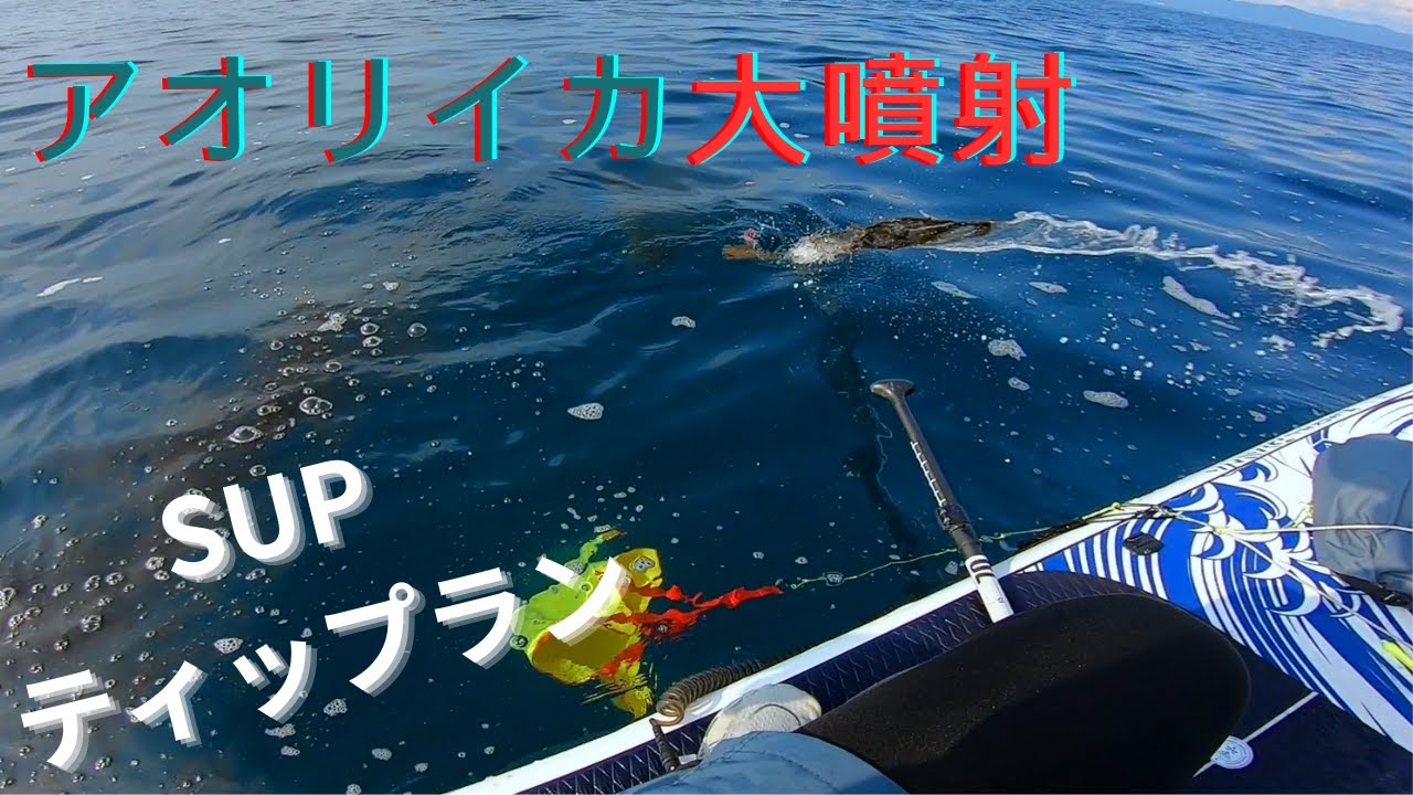 【サップフィッシング】SUPで沖へ！ティップランで秋の良型アオリイカを狙う