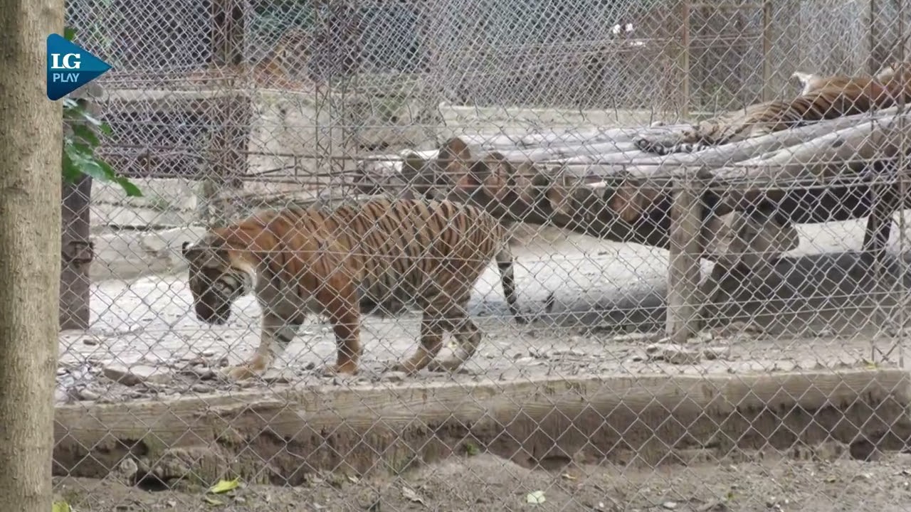 El coordinador del zoológico de San Pedro explica sobre el estado de los animales