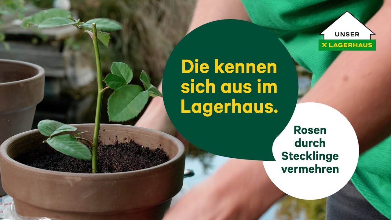 Expertentipp: Rosen durch Stecklinge vermehren
