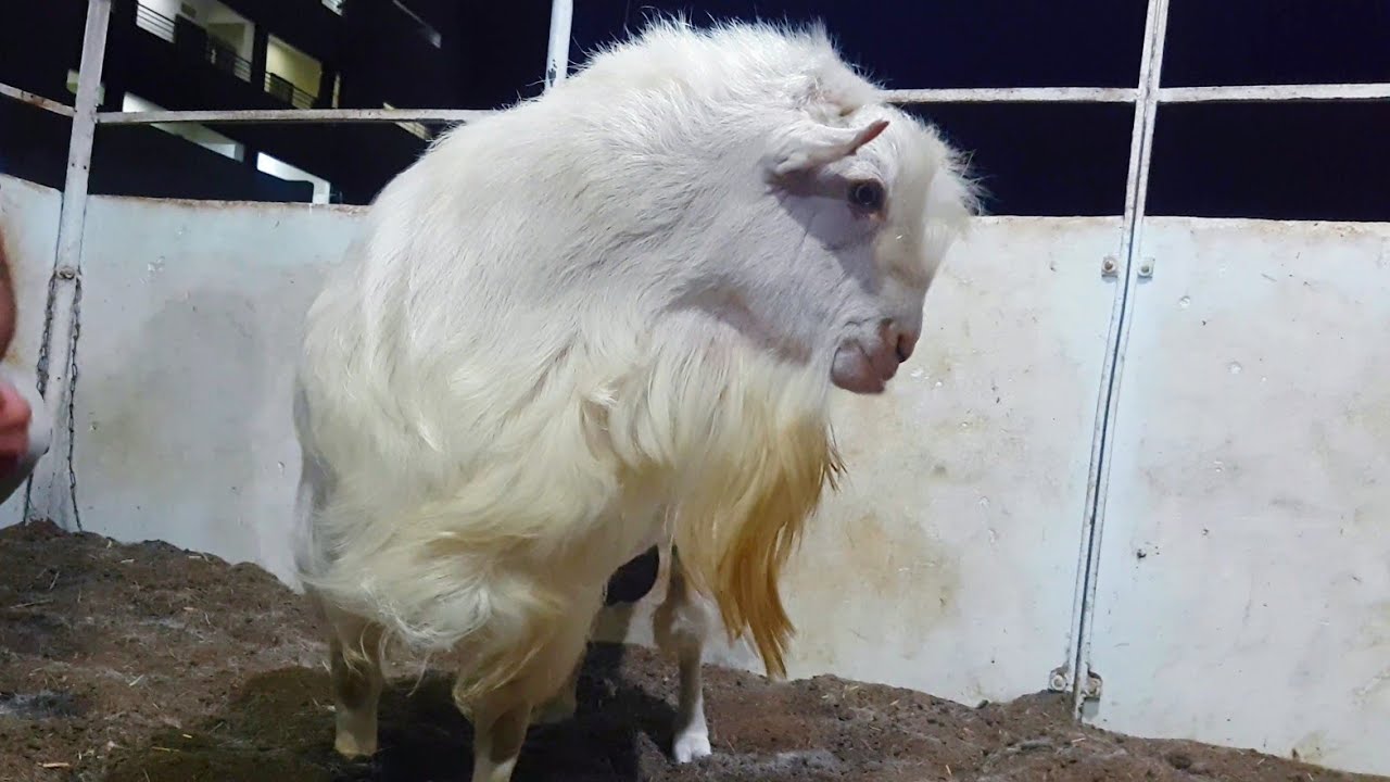 Worlds Smallest Goat Breed | Documentary