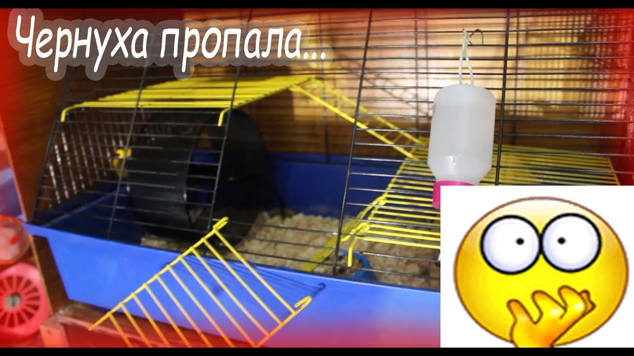 Чернуха пропала