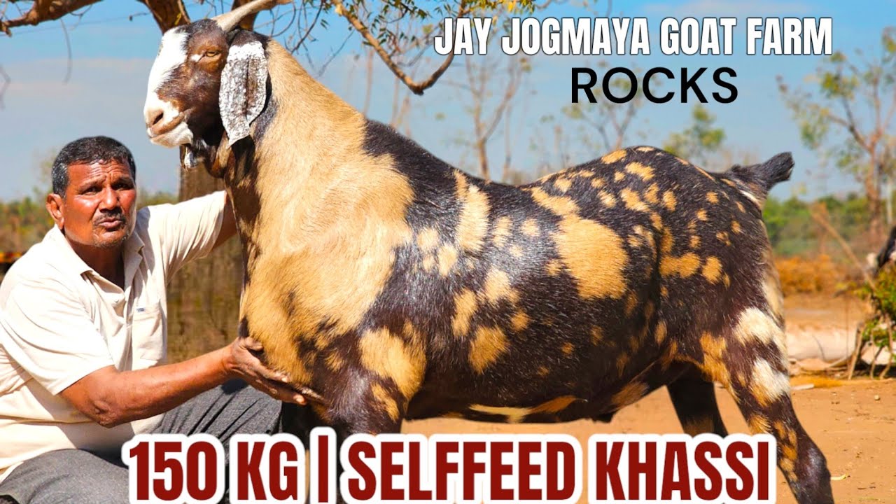 INDIA'S HEAVIEST SELFFEED KHASSI GOAT 2025 | JAY JOGMAYA GOAT FARM | GUJARAT