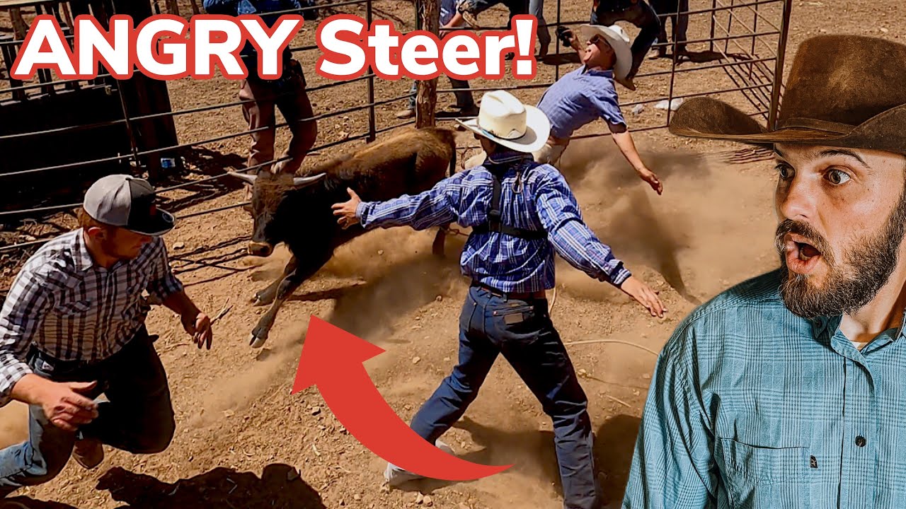 Roping a Lost Calf on Horses! [2/3]