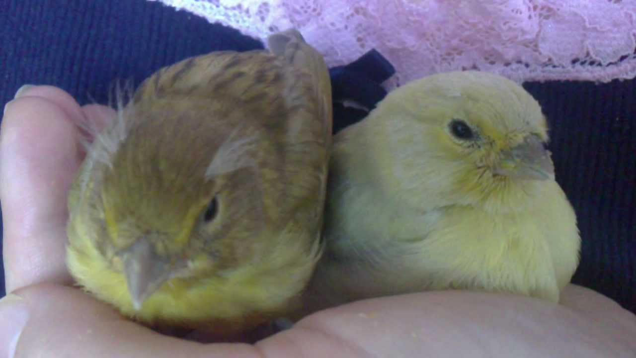 Kanarik Canary FEW vital DAYS