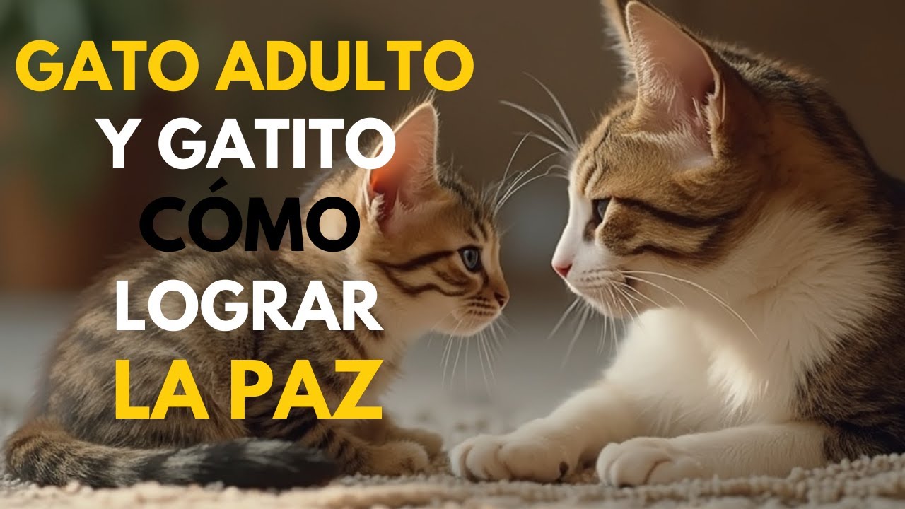 Gato adulto y Gatito pequeño. ¿Problemas en casa?