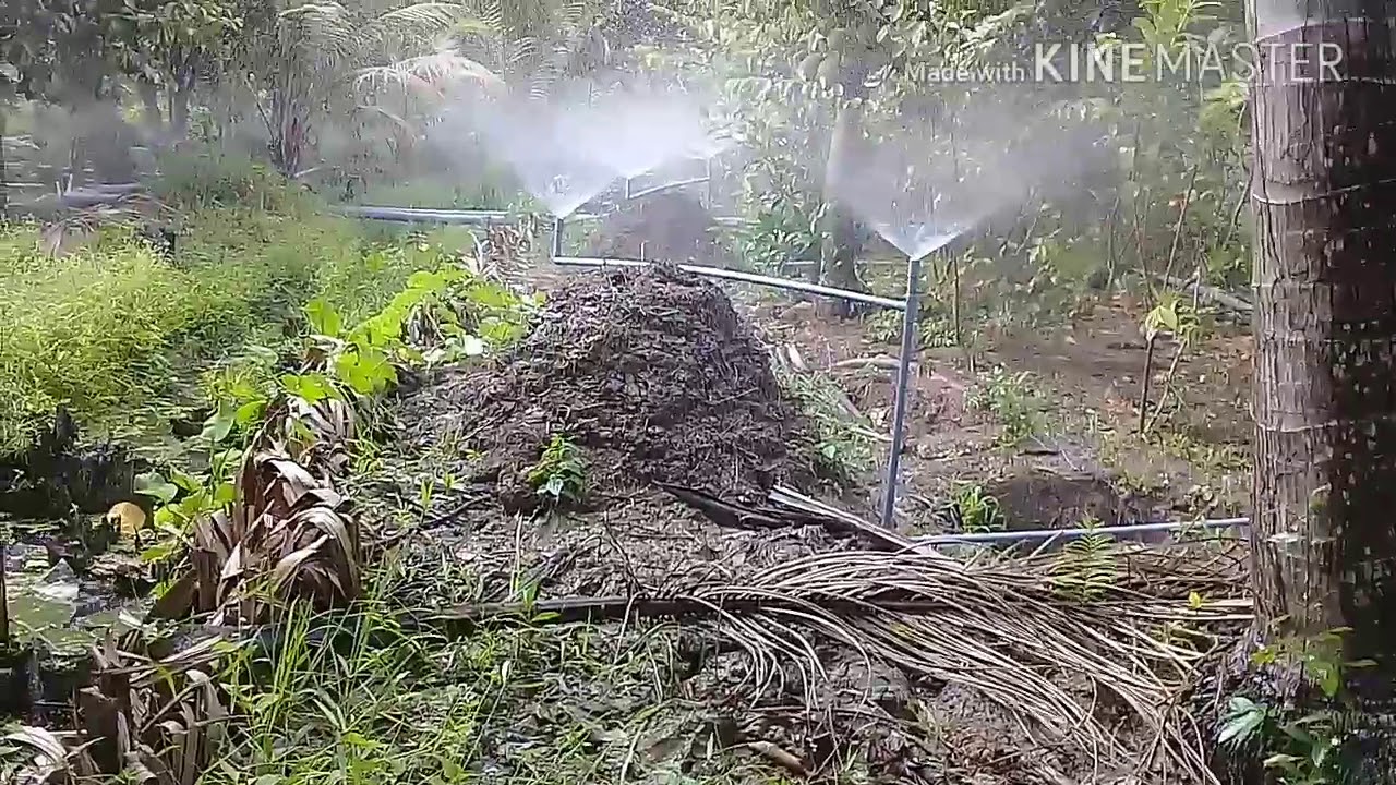 ĐẶT BÉT TƯỚI SẦU RIÊNG VOAN 114