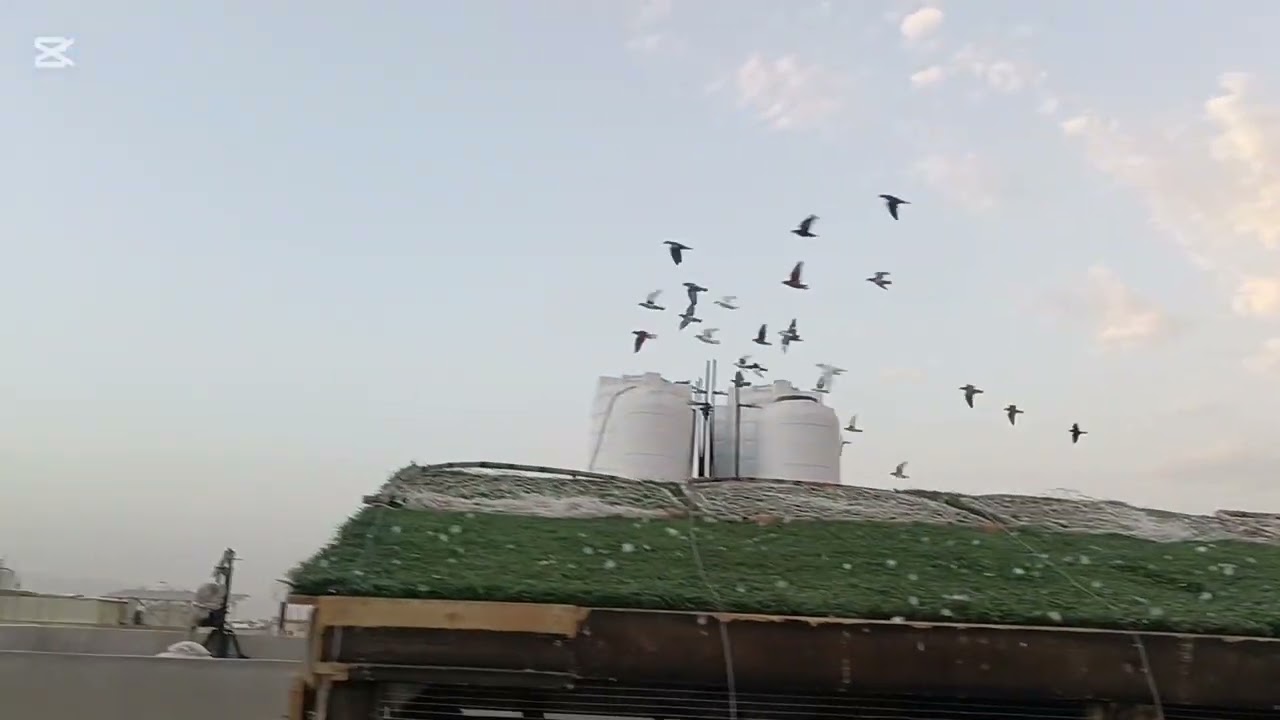 كشينا الشفر الصيد وشو صار