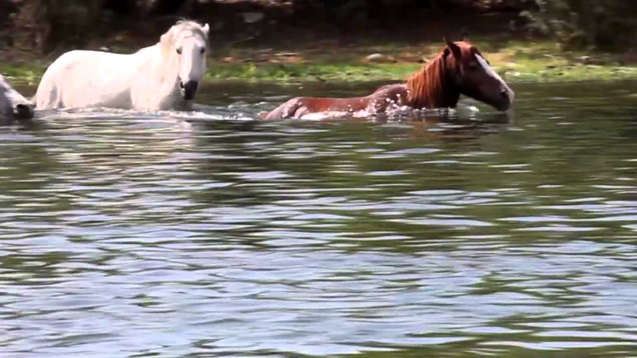 Salt River Wild Horses Crossing River