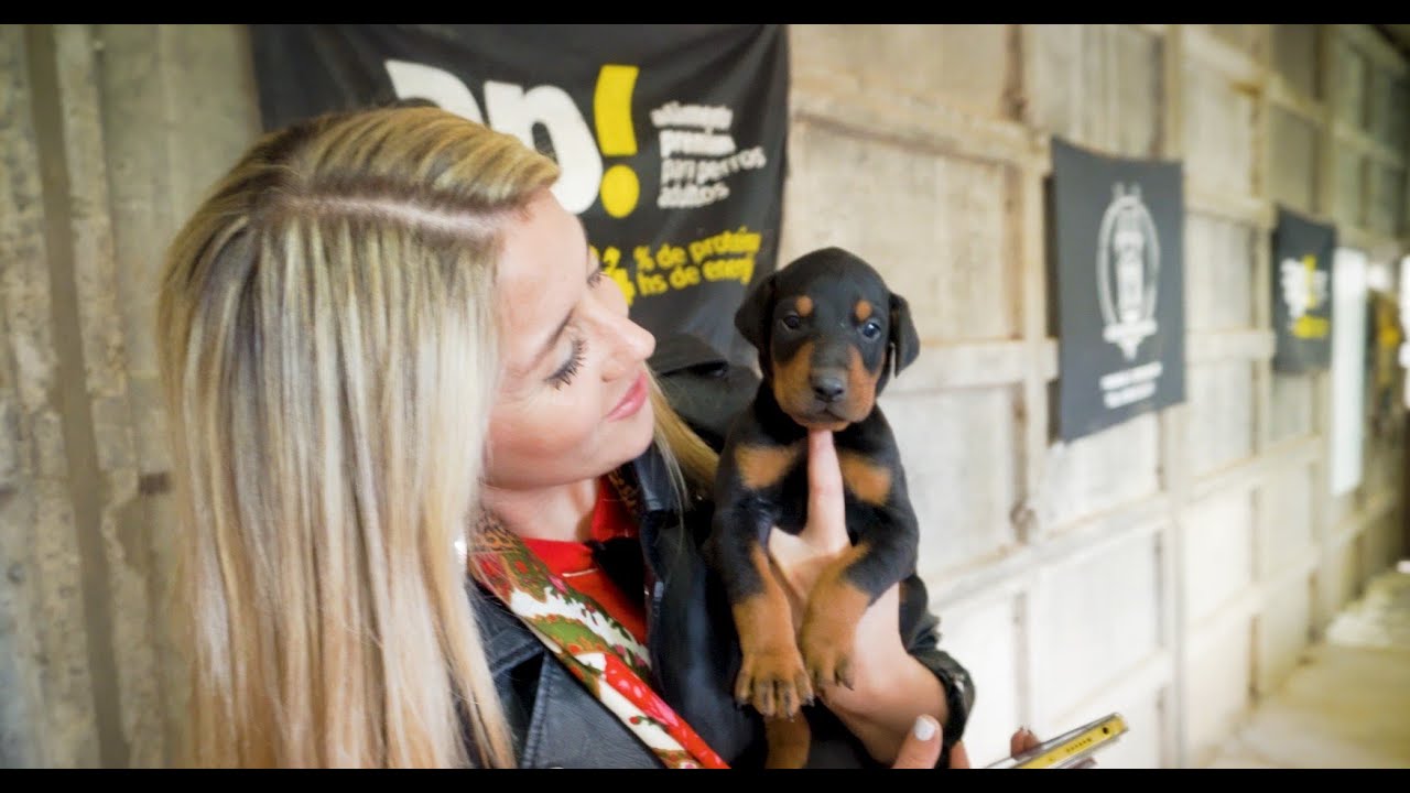 Criadero de perros Doberman en San Benito, Entre Ríos @dobermancriaderoneodoberma3858