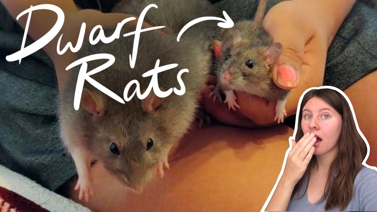 Dwarf Rats - What are they and is it ethical to breed them?