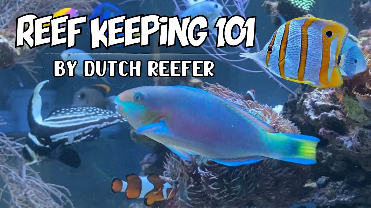 Reef Keeping 101 | Scarus Quoyi Parrotfish Care Guide