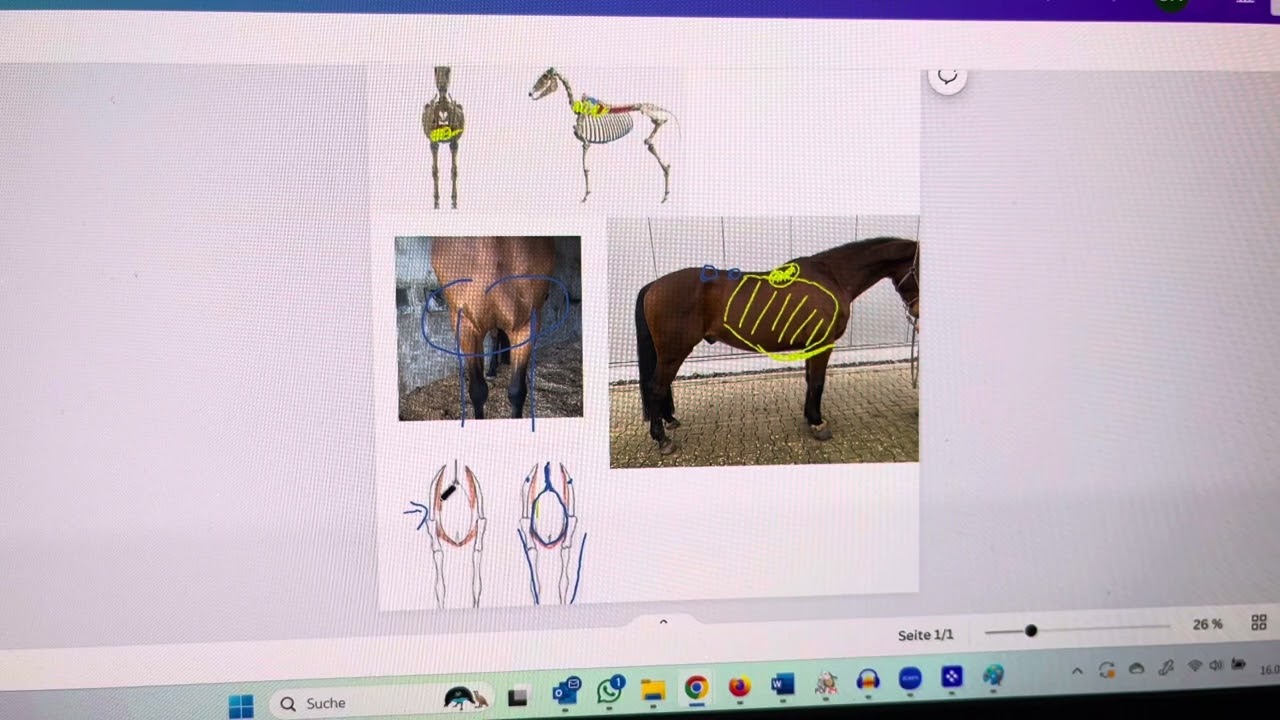Wodurch ein abgesenkter Brustkorb beim Pferd entsteht